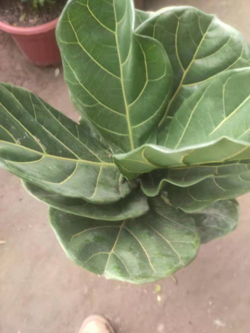 天津開發區綠植租賃與鮮花盆景銷售服務全解析