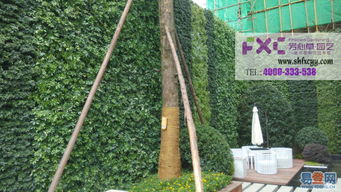 上海辦公室綠植租擺 浦東室內(nèi)植物租賃與閔行盆景銷(xiāo)售服務(wù)