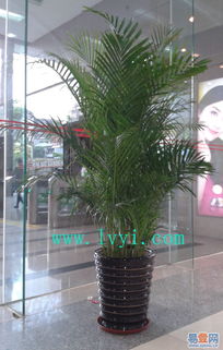 天河區租花公司給力優惠，綠植租擺與花木租售服務詳解