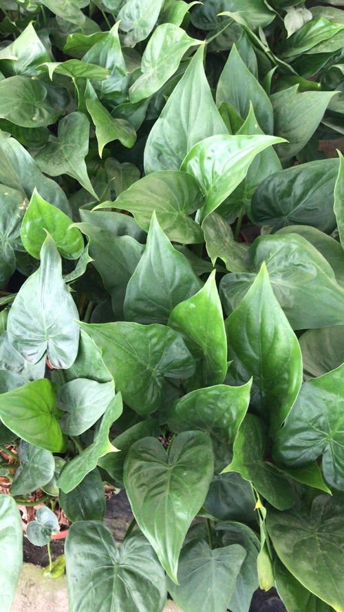 深圳寶安專業綠植租擺公司 美化環境，提升生活品質