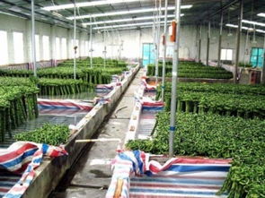 專業綠化服務 室內租賃、室外養護與綠植銷售一站式解決方案