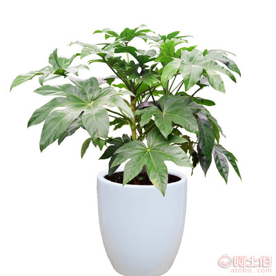 武漢專業綠植租擺與養護服務，一站式解決園區室內外綠化需求