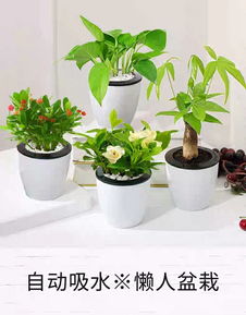 綠植租賃丨添一分綠色,多一份清新