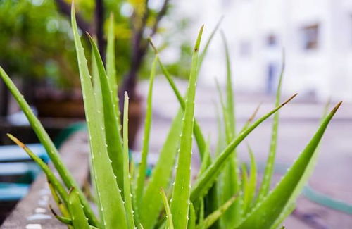 庫拉索 從“國外當寶”到國內被低估的綠植，五大功用不應再被忽視