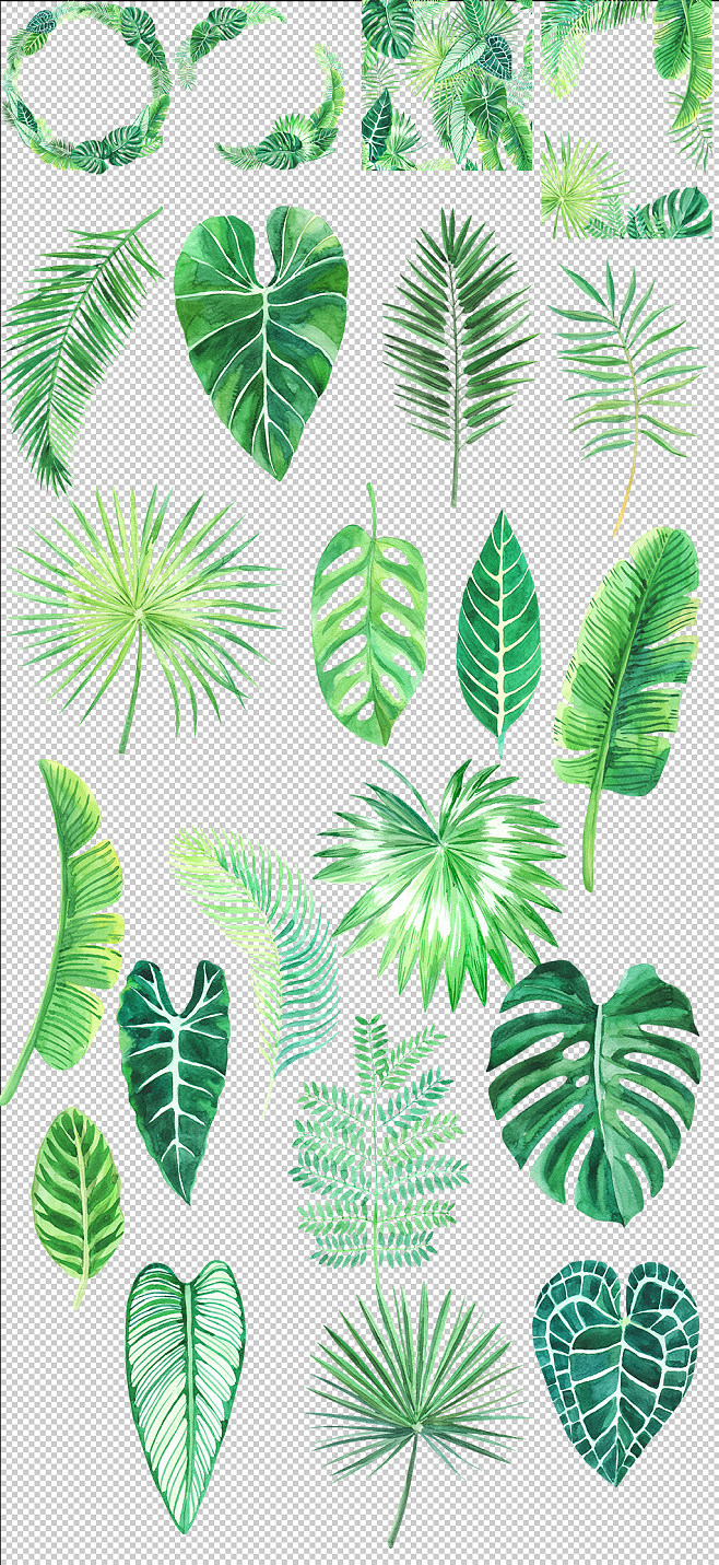 綠意盎然的家居藝術 龜背竹盆景，自然與設計的完美融合