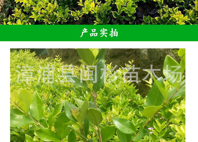 金葉女貞 福建廠家直銷批發，打造綠意盎然的城市景觀