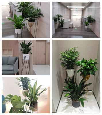 天津綠植租賃與銷(xiāo)售 一站式綠化解決方案，打造綠色辦公與生活空間