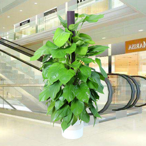 廣州園中園綠化景觀 專(zhuān)業(yè)綠植租擺服務(wù)，為您的空間注入自然活力