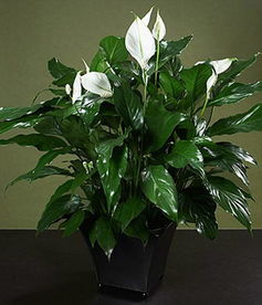 綠植租賃 為企業(yè)與家庭打造綠色空間的智慧之選