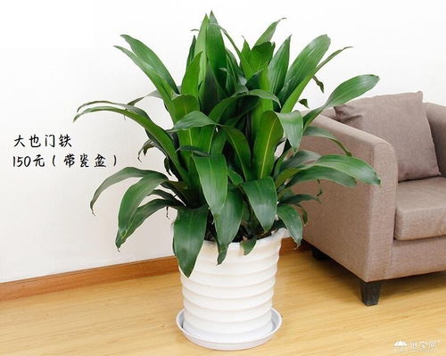 綠植租擺與盆景銷(xiāo)售 家居綠意的新選擇